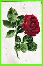 Roses (Red)