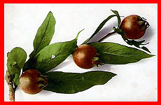 Rose Hip
