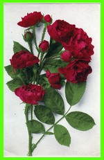 Roses (Red)
