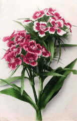 Sweet William