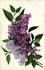 Syringa