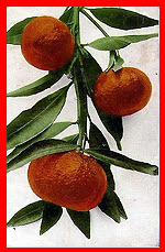 Tangerine