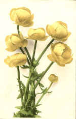 Buttercup