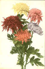 Chrysanthemums