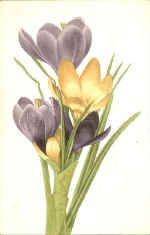 Crocus
