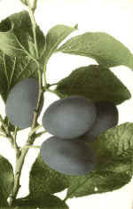 Damson