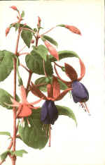 Fuschia