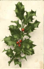 Holly
