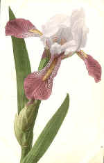 Iris