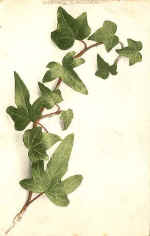 Ivy