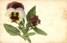 Pansy (Flower & Bud) 2