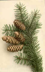 Pine Cone