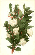 Privet