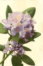 Rhodedendrum