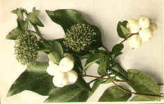 Snow-Berry