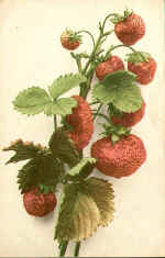 Strawberry