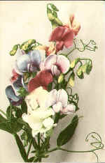 Sweet Pea