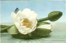 Water Lilly