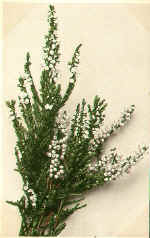 White Heather