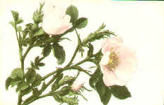 Wild Rose