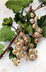 White Currant