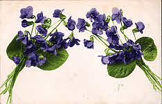 Wild Violet