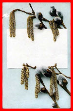Willow Catkins