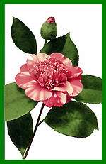 Camelia