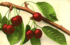 Cherry