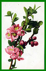 Sweet Briar