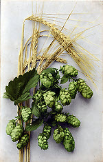 Hops and Barley
