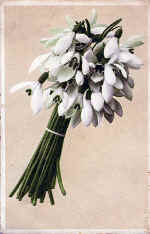 Snowdrop tied in a bundle