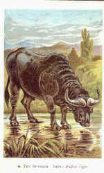 04. The Buffalo