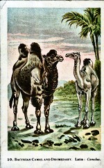 10. Bactrian Camel and The Dromedary