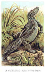 12. The Crocodile