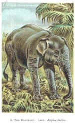 02. The Elephant