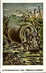 05. The Buffalo