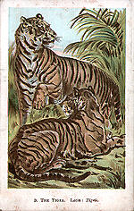 03. The Tiger