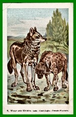07. Wolf and Hyena