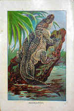 Alligator