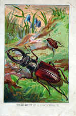 Stag Beetle and The Cockroach