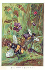 Humble Bee / Wasp / Ladybird
