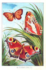 Butterflies (1)