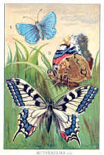 Butterflies (2)