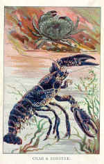 Crab / Lobster