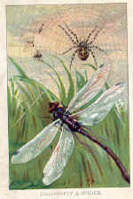 Dragonfly (The) / Garden Spider