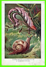 Hawk Moth Caterpillar / Garden Snail