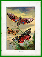 Moths