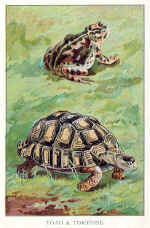 Toad / Tortoise