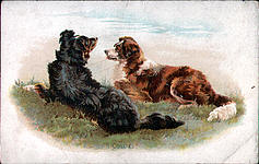 Collies